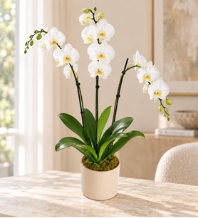 3 Dal Phalaenopsis Orkide