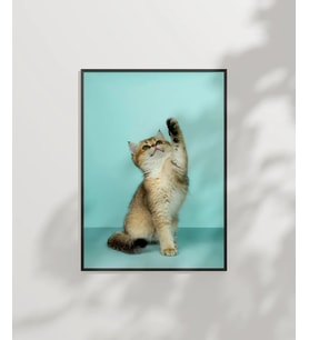 Oynayan Kedi Poster