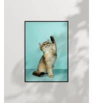 Oynayan Kedi Poster (Çok Renkli)