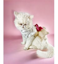 Creamy Fuschia Tütülü Kedi Elbisesi, Kıyafeti Tutu (Krem)