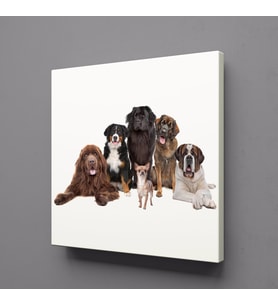 KÖPEK TOPLULUĞU KANVAS TABLO 50x50cm (Karışık)