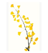 Gingko Biloba Yaprakları Gingko Ağacı Yaprağı Dal-sarı Yapraklar Tablo Ahşap Poster Dekoratif