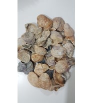 Deniz Kabuğu Yamuk Şekilli 250 gr YD001