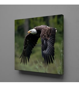 KARTAL KANVAS TABLO 140x140cm