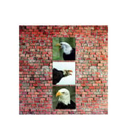 Siyah Beyaz Kartallar Baskılı 14x14 Cm 3 Parça
