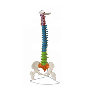 Renkli Femur Eklemli Omurga İskeleti 85 Cm (Omurilik Ve Sinir Modeli) Model 12