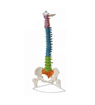Renkli Femur Eklemli Omurga İskeleti 85 Cm (Omurilik Ve Sinir Modeli) Model 12