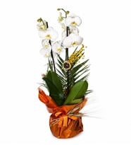 BUKET KAGIDINDA ORKİDE TASARIM