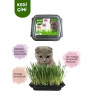 %100 Doğal Kedi Çimi (tüy Yumağı Önleyici) 3 adet