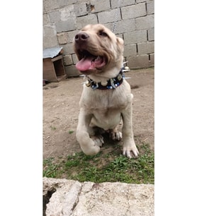 Yavru Kangal Köpek Tasması Çoban 2 Zilli Hakiki Deri