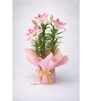 Pembe Buketli Beyaz Beton Saksıda Pembe Lilyum