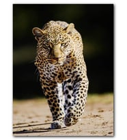 Cakatablo MDF (Ahşap) Tablo Sinirli Bakışlı Leopar Flu Arkaplan