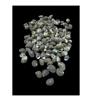 Deniz Kabukları 100 Gr NO-16-NERİTACOMMUNİS