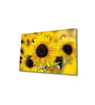 Miyrem Glasses Collection -A1^#  Ayçiçeği Cam Tablo, Cam Tablo (Çok Renkli)