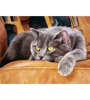 Leo Sayılarla Boyama Seti 40x50 cm (Tuvale Gerili)