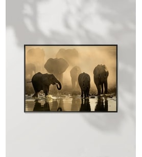 Fil Ailesi Gün Batımı Poster
