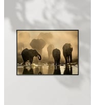 Fil Ailesi Gün Batımı Poster (Çok Renkli)