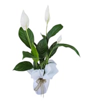 Barış Çiçeği Spathiphyllum