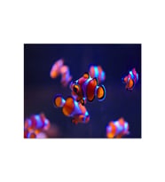 Ahşap Tablo Kayıp Balık Nemo (25x35 Cm Boyut)
