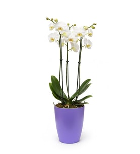 Dekoratif Saksı 1.25 L - Lila + Yetiştirme Saksısı Hediye(12 Pot 1 Adet)