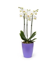 Dekoratif Saksı 1.25 L - Lila + Yetiştirme Saksısı Hediye(12 Pot 1 Adet)