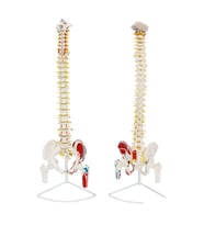 Femur Eklemli Omurga İskeleti 85 Cm (Yarım Kas, Omurlik Sinir Modeli) Model 11
