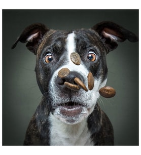 Prime 3D Vieler Fotoğraf Köpek Puzzle 100 Parça 20511
