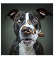 Prime 3D Vieler Fotoğraf Köpek Puzzle 100 Parça 20511