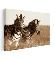 Kanvas Tablo Kuru Otlar Arasında İki Zebra Zebra Tablosu Ev Ofis Duvar Dekoru