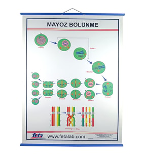 MAYOZ BÖLÜNEYENİ  LEVHASI
