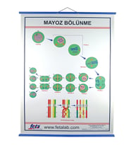 MAYOZ BÖLÜNEYENİ  LEVHASI