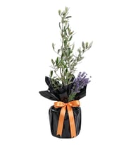 Premium Black Zeytin Bonsai Bitkisi