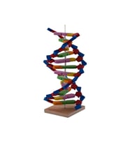 Basit DNA Modeli Yapım Seti
