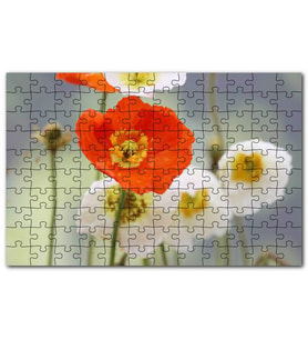 Cakapuzzle Kırmızı ve Beyaz Gelincikler Yakın Çekim Puzzle Yapboz MDF (Ahşap) (120 Parça)