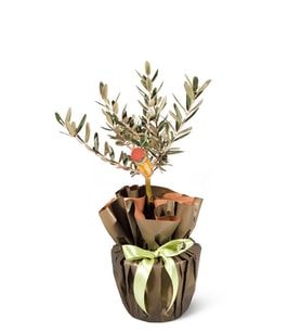 Zeytin Ağacı
