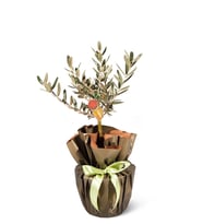 Zeytin Ağacı