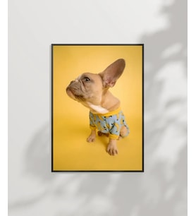 Sarı Fondaki Fransız Bulldog Poster