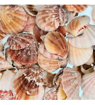 Vixillium Naturel Kiloluk Deniz Kabuğu (1 KG)