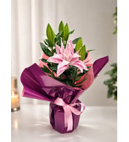 Pembe Lilyum