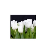 Beyaz Lale Tablo 70 X 70 Cm
