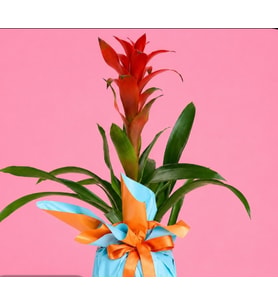 Guzmania