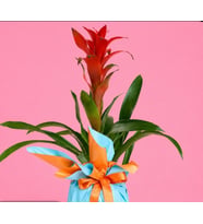 Guzmania