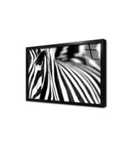 Yakın Çekim Zebra Çerçeveli Cam Tablo