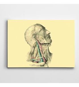 İnsan Anatomisi Kanvas Tablo