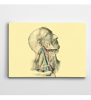 İnsan Anatomisi Kanvas Tablo