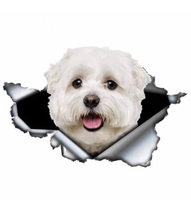 Sevimli Maltese Cinsi Köpek Araba Sticker Yapıştırması model1