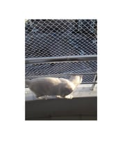 2 X 10 Metre Kedi Koruma Filesi Kedi Filesi Balkon Filesi 1 Mm Kedi Güvenlik Filesi (Çok Renkli)