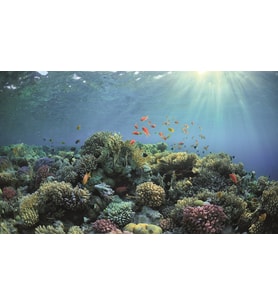 Kanki Pet KP8550030 Akvaryum Arka Fon Yapıştırma 85 x 50 CM
