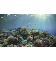 Kanki Pet KP8550030 Akvaryum Arka Fon Yapıştırma 85 x 50 CM