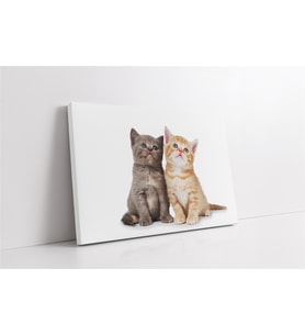 Kedi Yavrusu